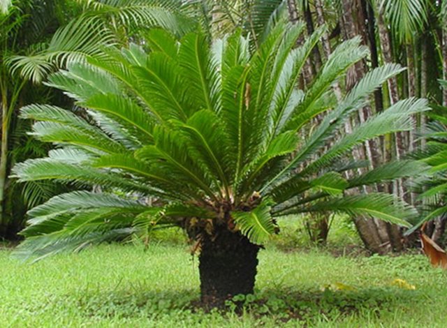king-sago-palm-sago-cycad-japanese-sago-palm-cycas-revolutha